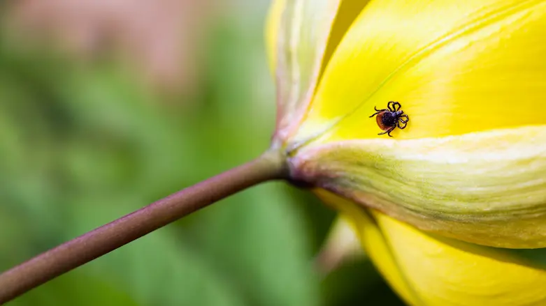 Närbild på fästing som kryper på en gul blomma